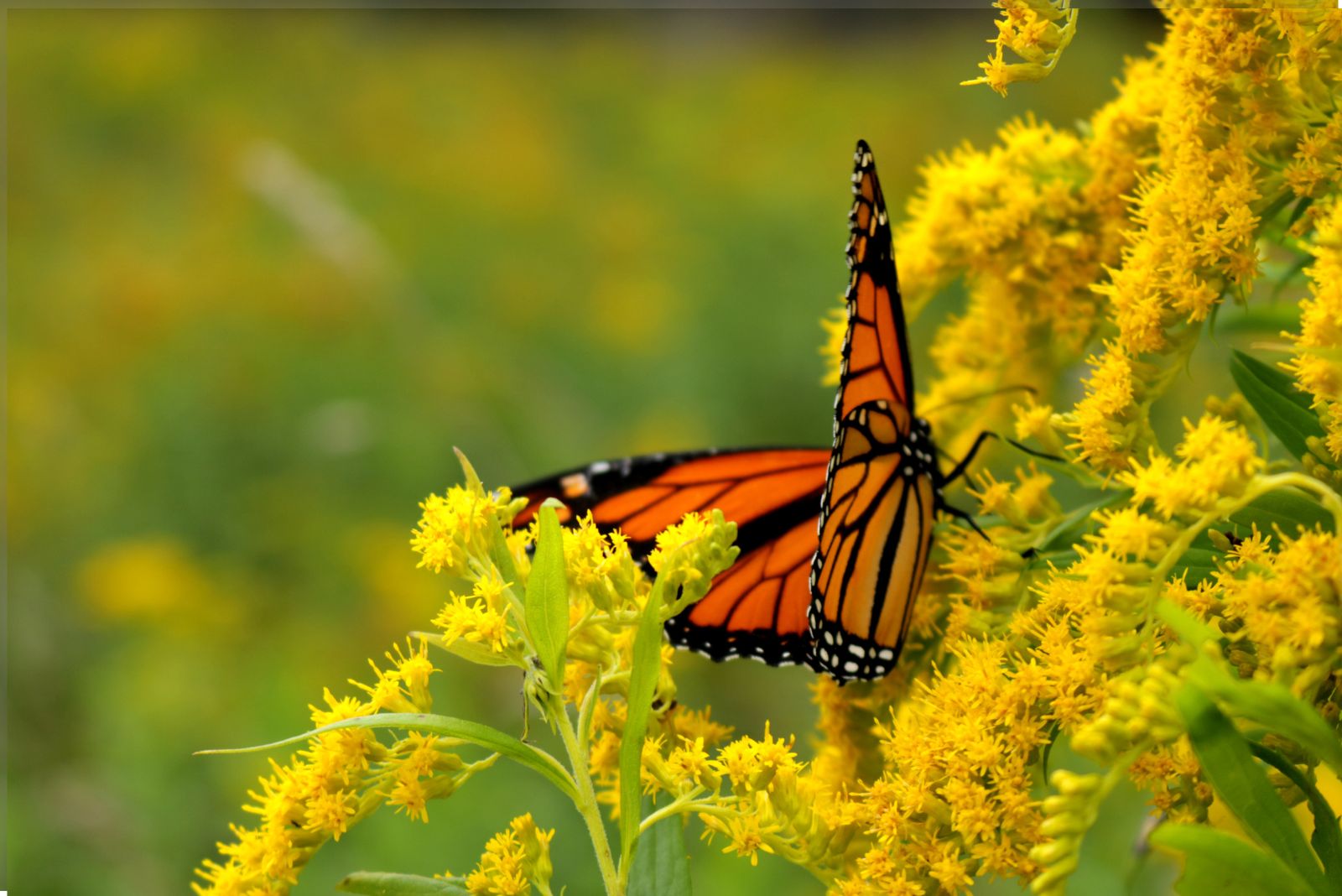 butterfly on goldenrod