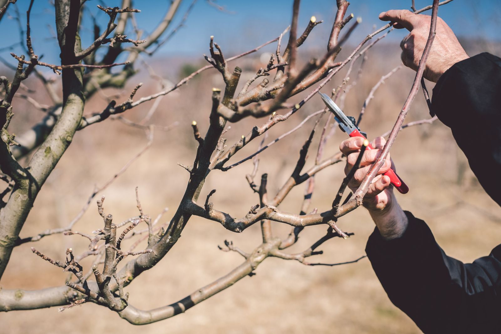 pruning a fruit trees