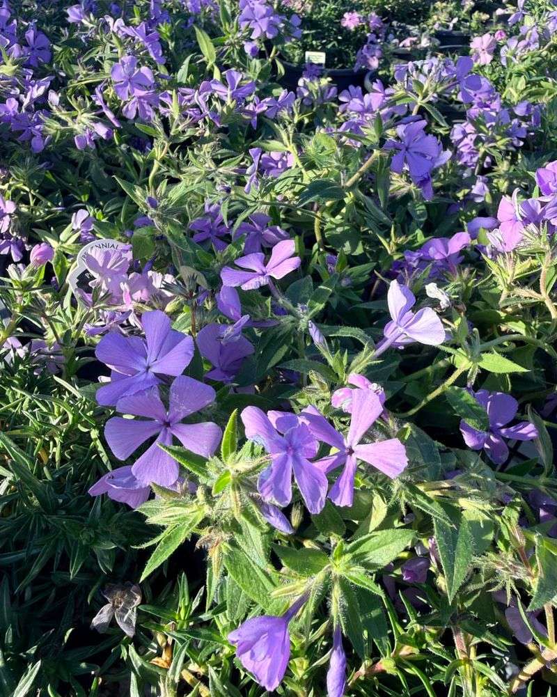 Creeping Phlox Wakes Up Your Garden With A Carpet Of Color