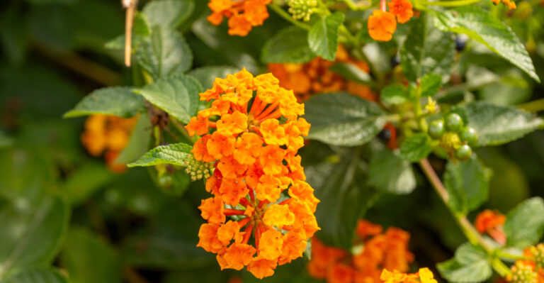 lantana (featured image)