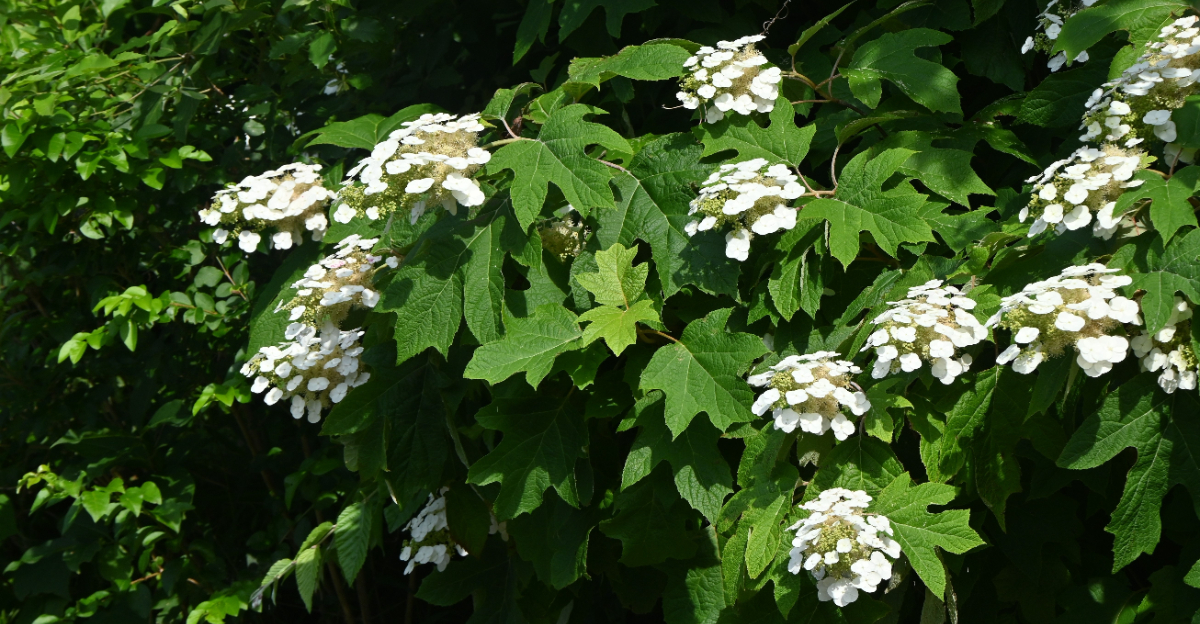 shrubs (featured image)