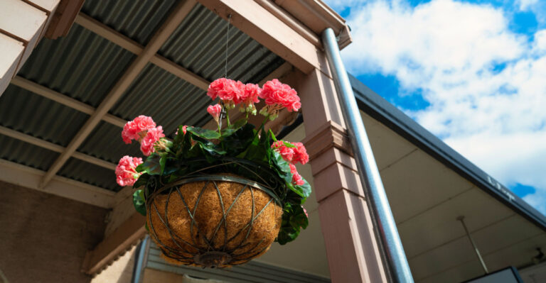 plants in hanging basket (featured image)