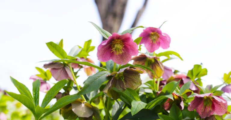 hellebore