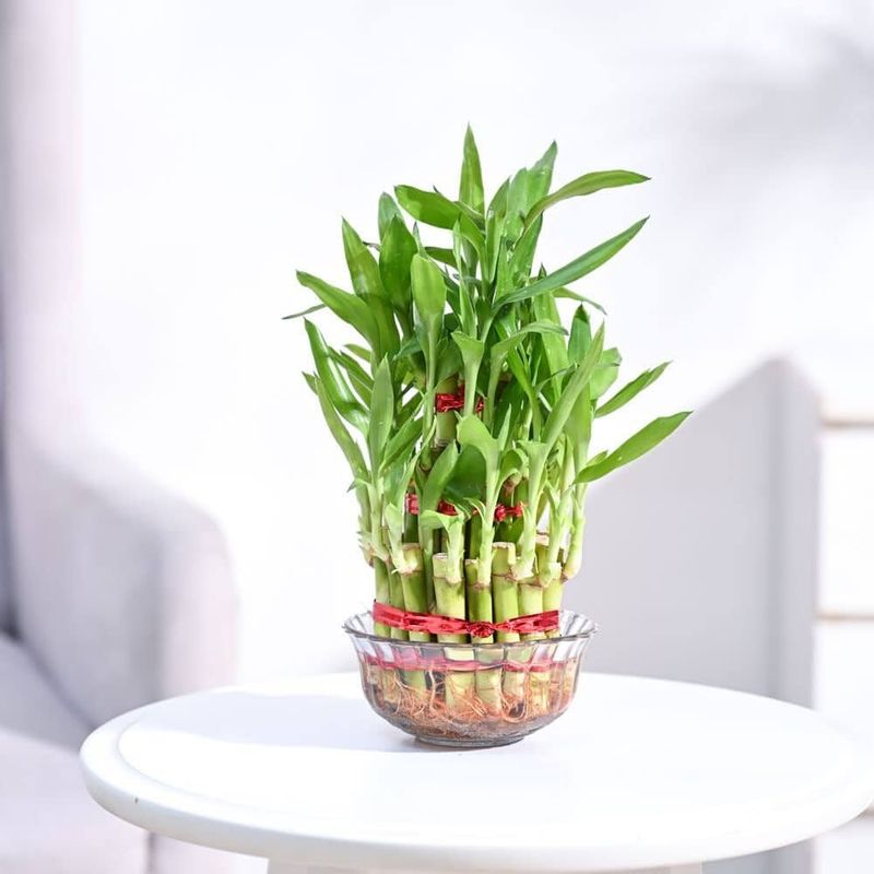 Lucky Bamboo Brings Prosperity