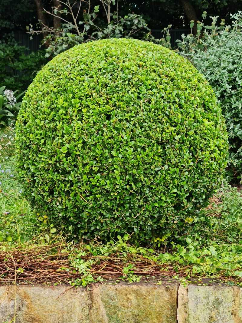Soft Evergreen Structure Creates Calm With Boxwood