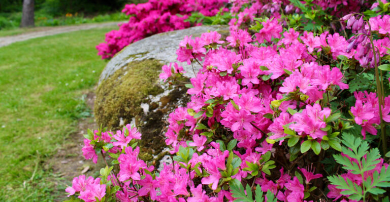 azalea (featured image)