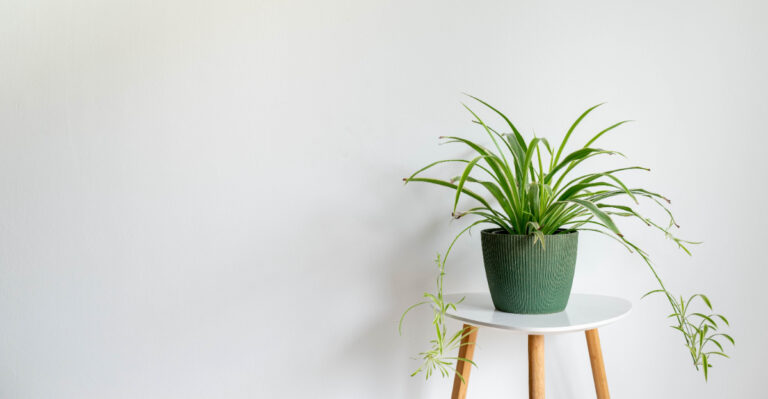 9 Plants That Can Help Control Humidity And Indoor Pollutants In Florida Homes