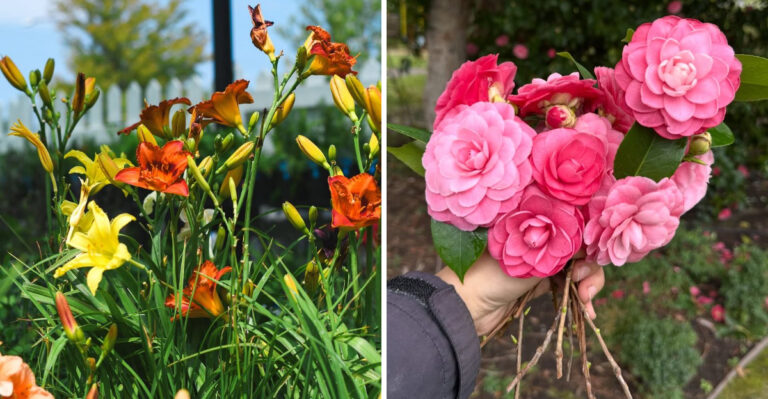 9 Plants That Grow Beautifully In Michigan And 4 That Struggle In Cold Winters