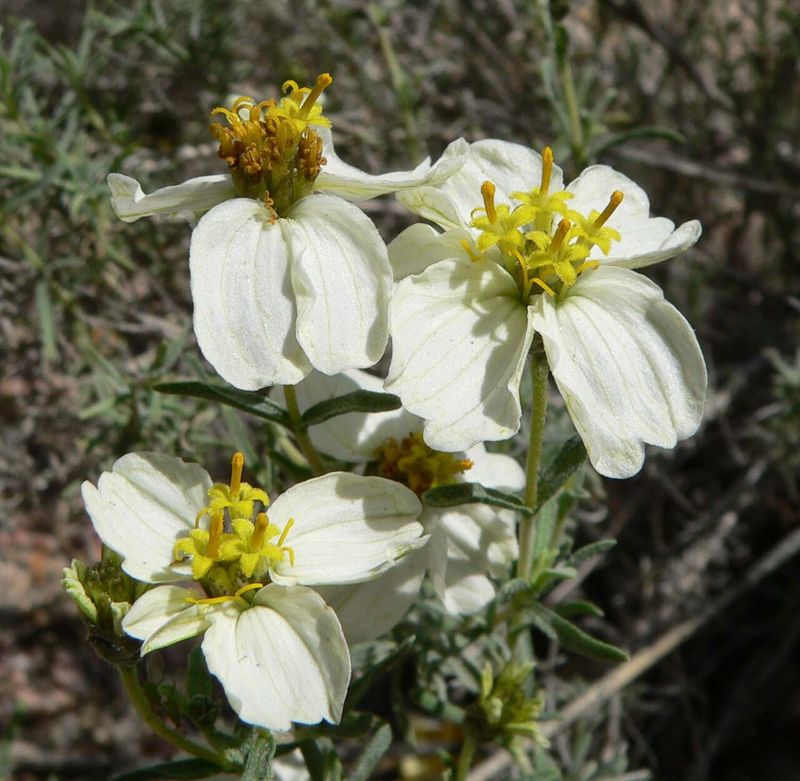 Desert Zinnia Stays Stable Through Hot Days And Cool Nights