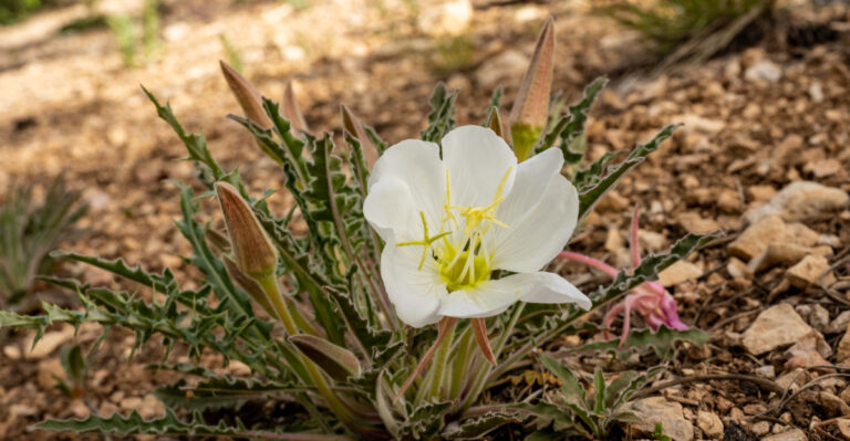 plant (featured image)