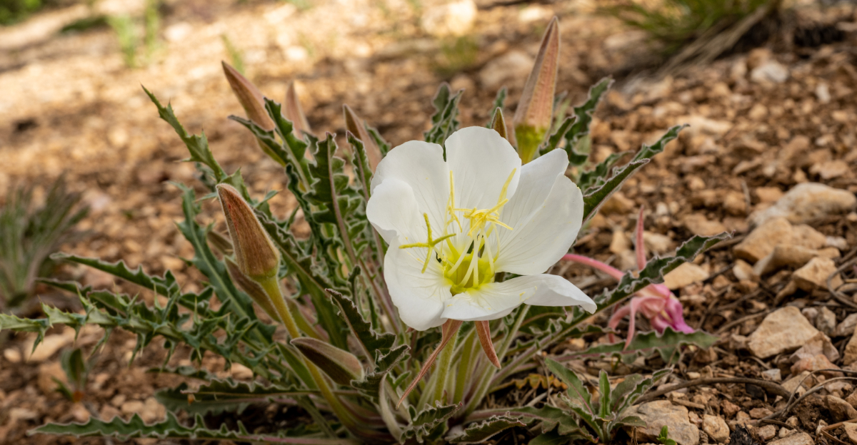 plant (featured image)