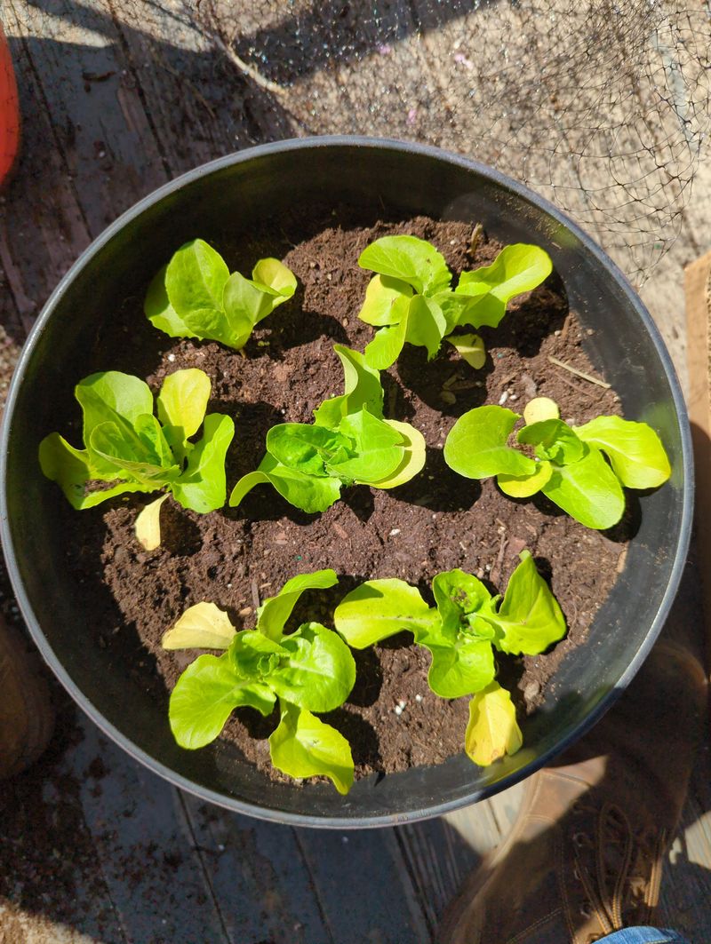 Lettuce Germinates Quickly During The Waxing Moon