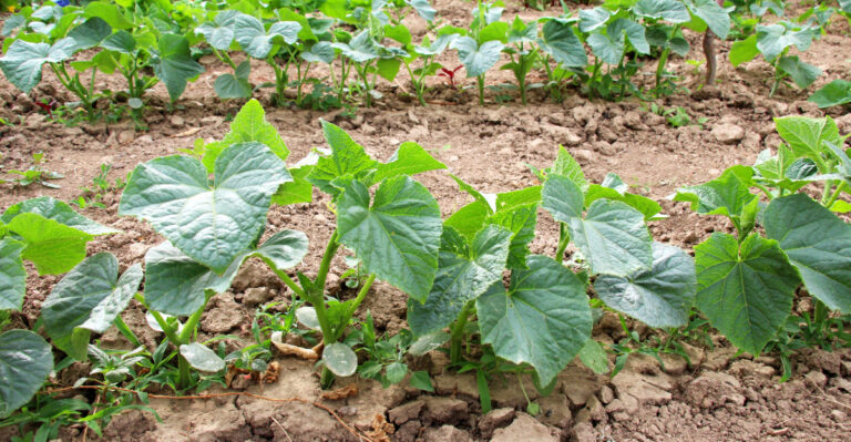 vegetables (featured image)