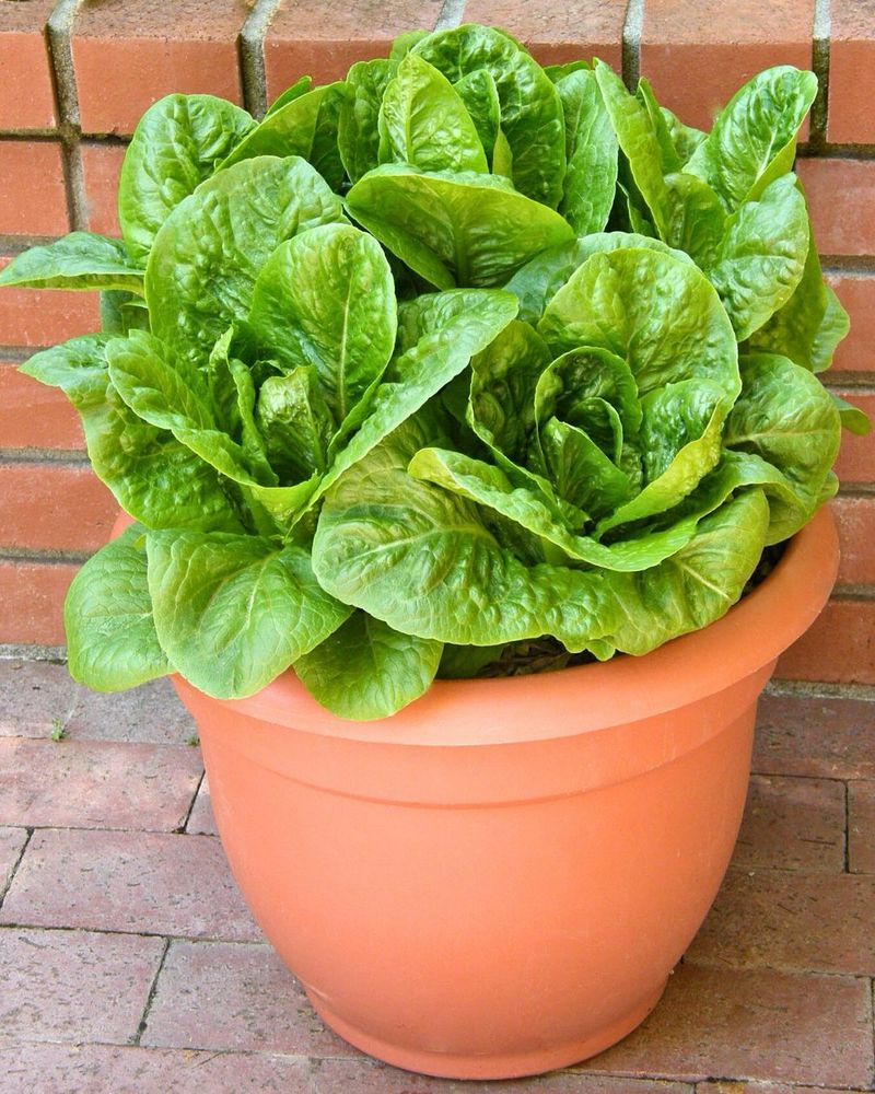 Lettuce Thrives In Cool Late Winter Containers Before Heat Arrives