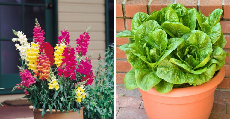 9 Plants You Can Start In Containers Before Spring Arrives In Arizona