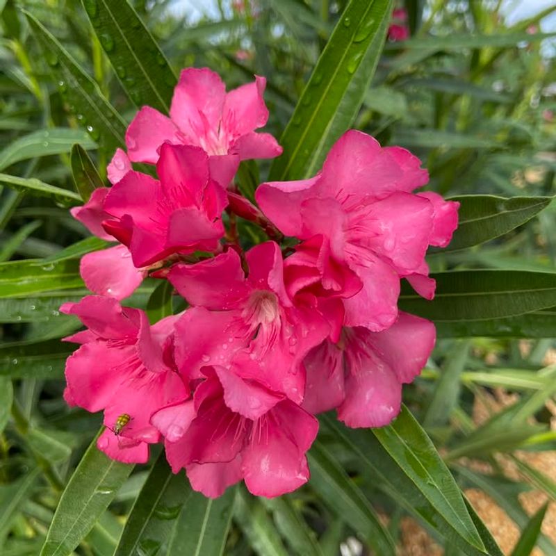 Oleander Looks Beautiful But Every Part Of It Is Toxic
