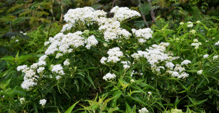 plant (featured image)