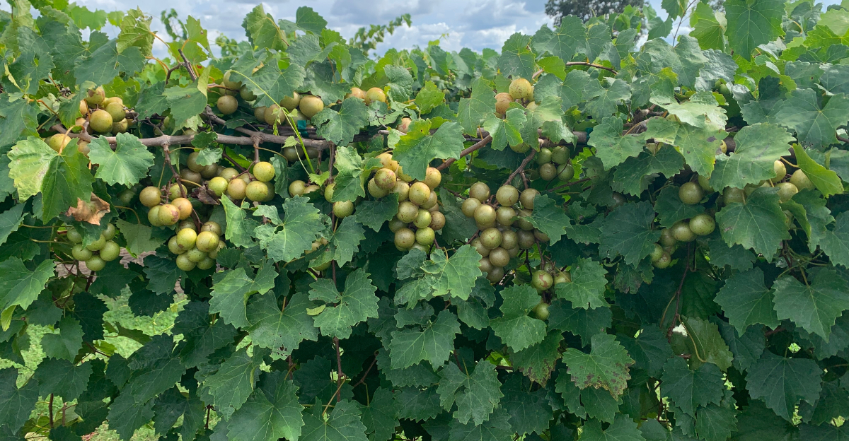 plants (featured image)