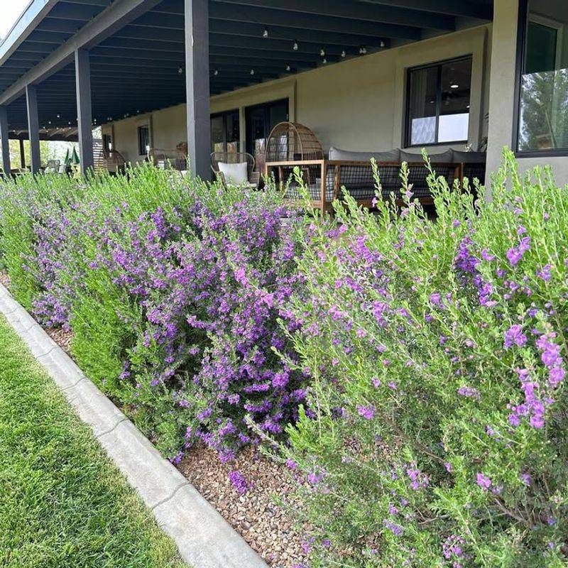 Texas Sage Fills Arizona Yards With Silver Leaves And Bold Purple Blooms