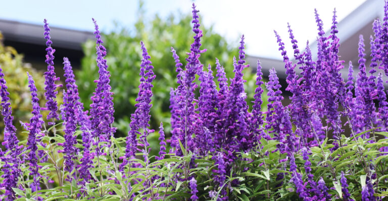 plants (featured image)