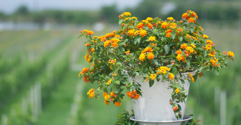 container plants (featured image)