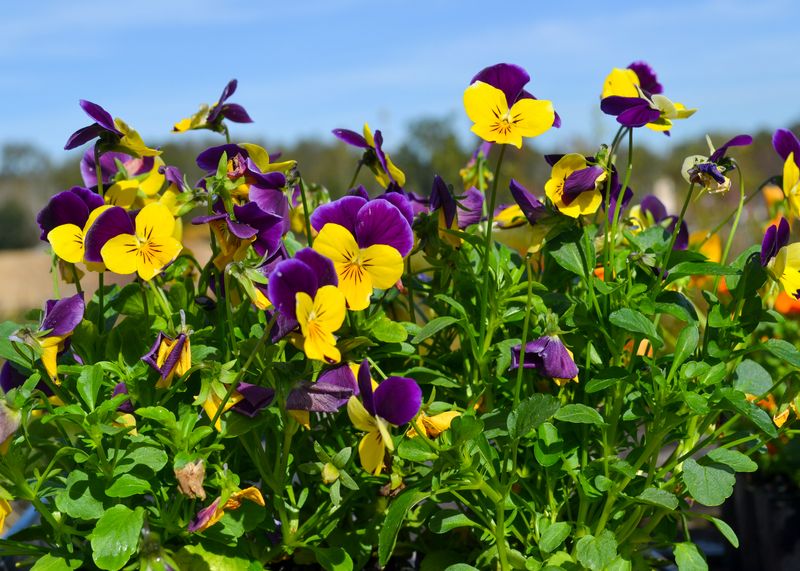 Pansies Bloom Brightly Even Through Cold Snaps