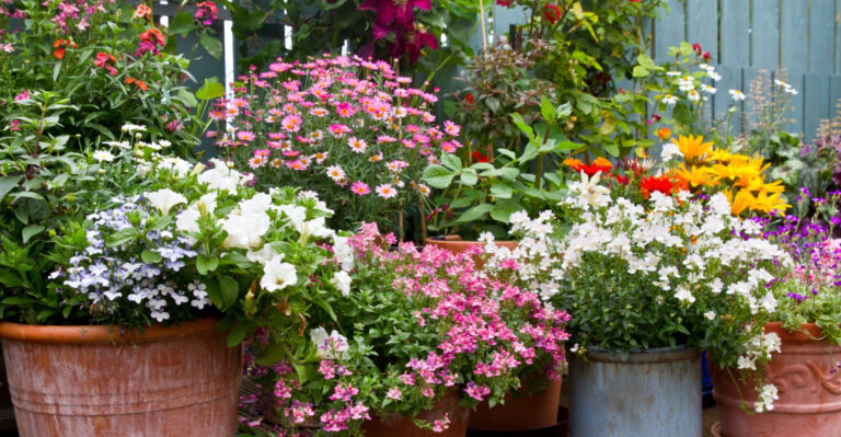 Patio area surrounded by various colourful potted plants