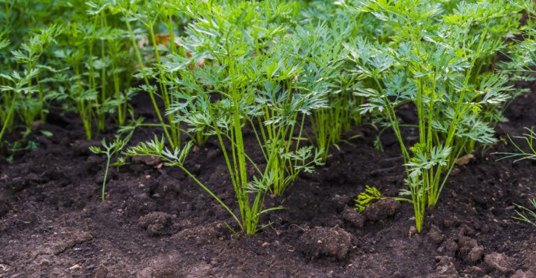 carrots (featured image)