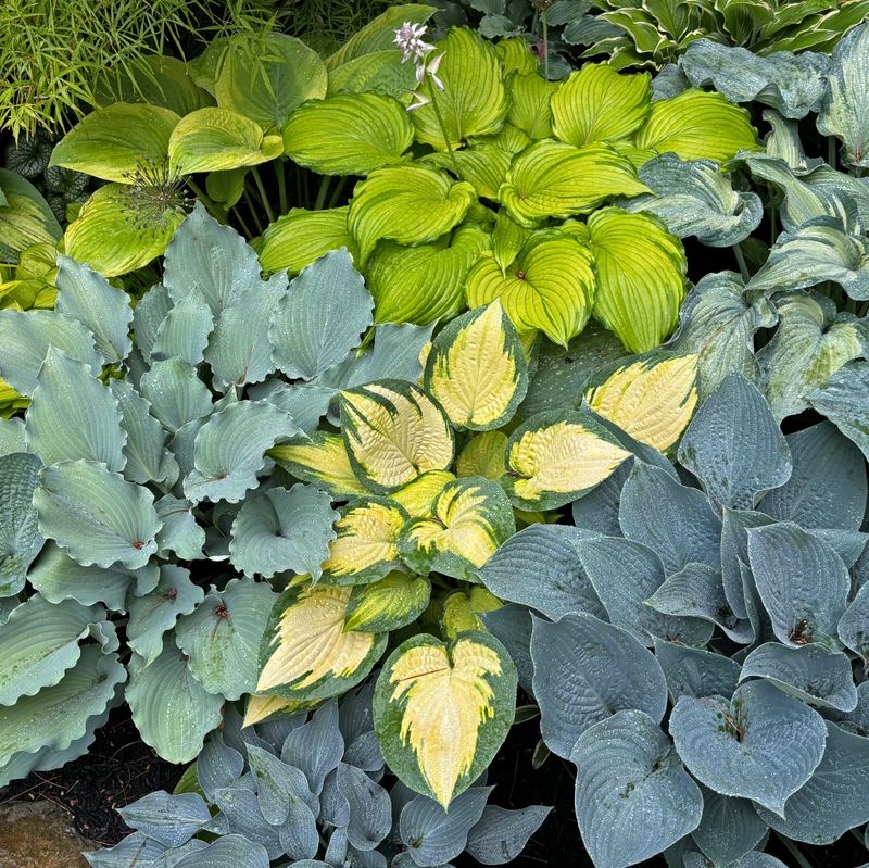 Hostas Fill Georgia's Darkest Corners With Bold, Lush Foliage