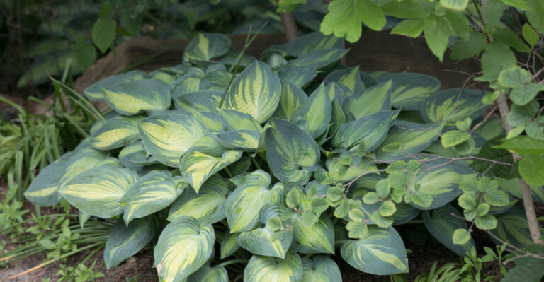 hosta (featured image)