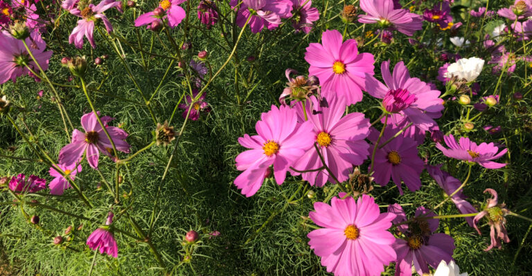 cosmo (featured image)