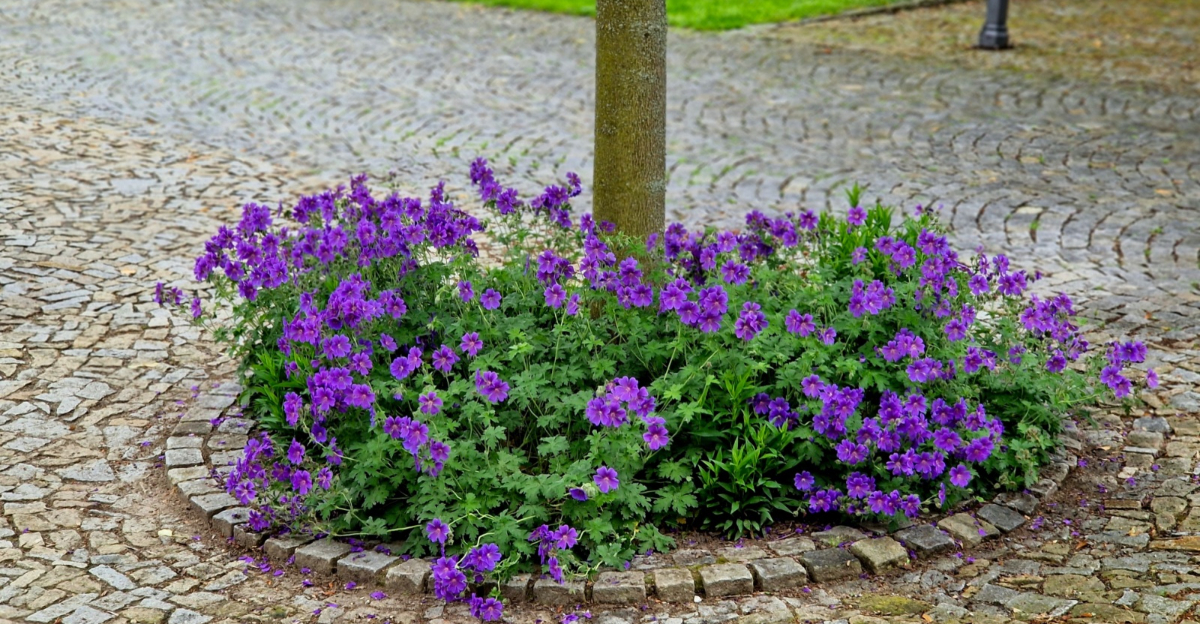 wild geranium under the tree