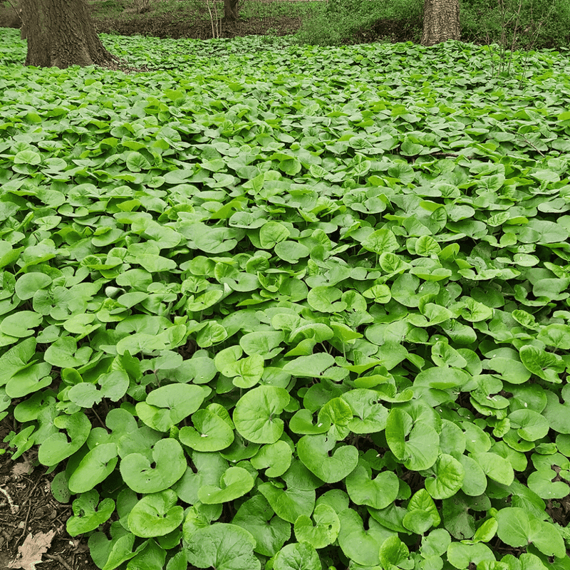 Wild Ginger Spreads Into A Lush Shade Carpet