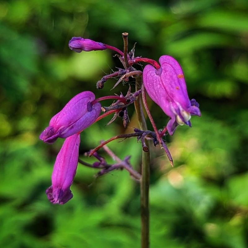Western bleeding heart (Dicentra formosa)