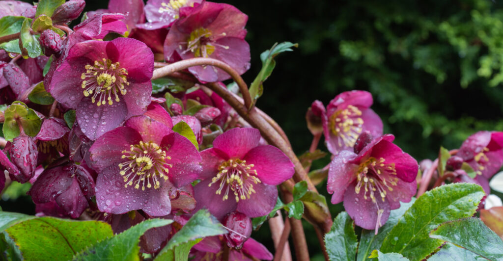 9 Slow-Growing Plants That Keep Your Georgia Yard Neat With Less Work