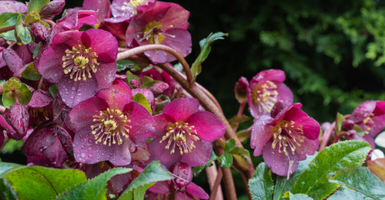 plant (featured image)