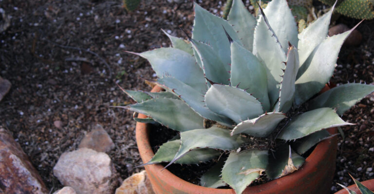agave (featured image)