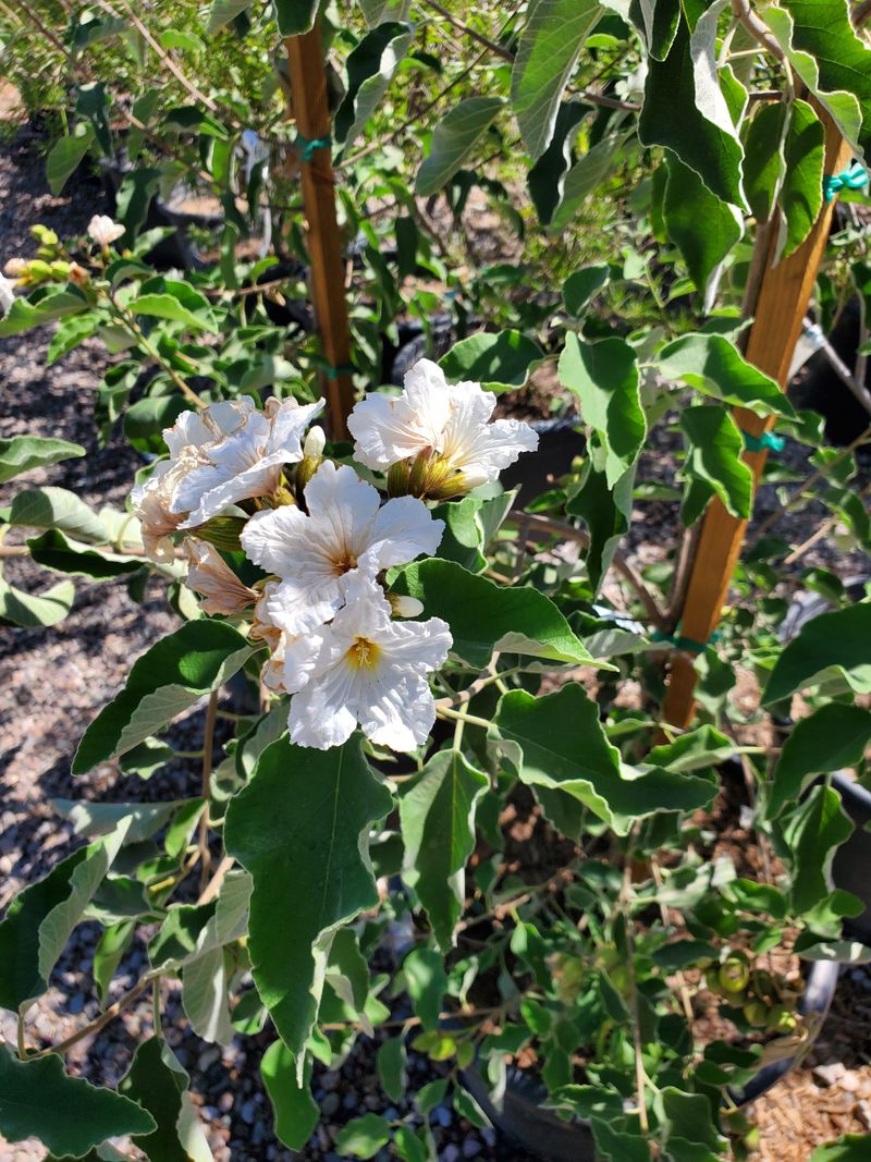 Texas Olive Thrives In Full Sun And Desert Conditions
