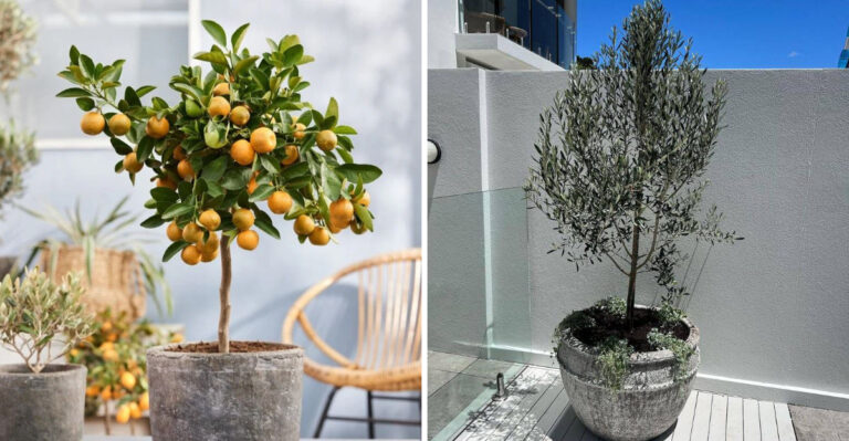9 Small Trees You Can Successfully Grow In Containers In Arizona