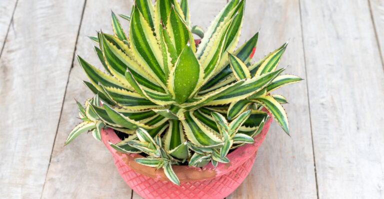 agave (featured image)