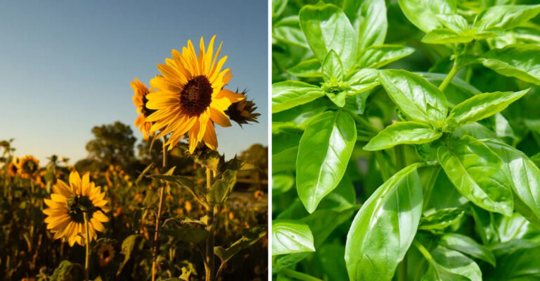 9 Smart Plants To Start In March In Arizona For A Stronger Season