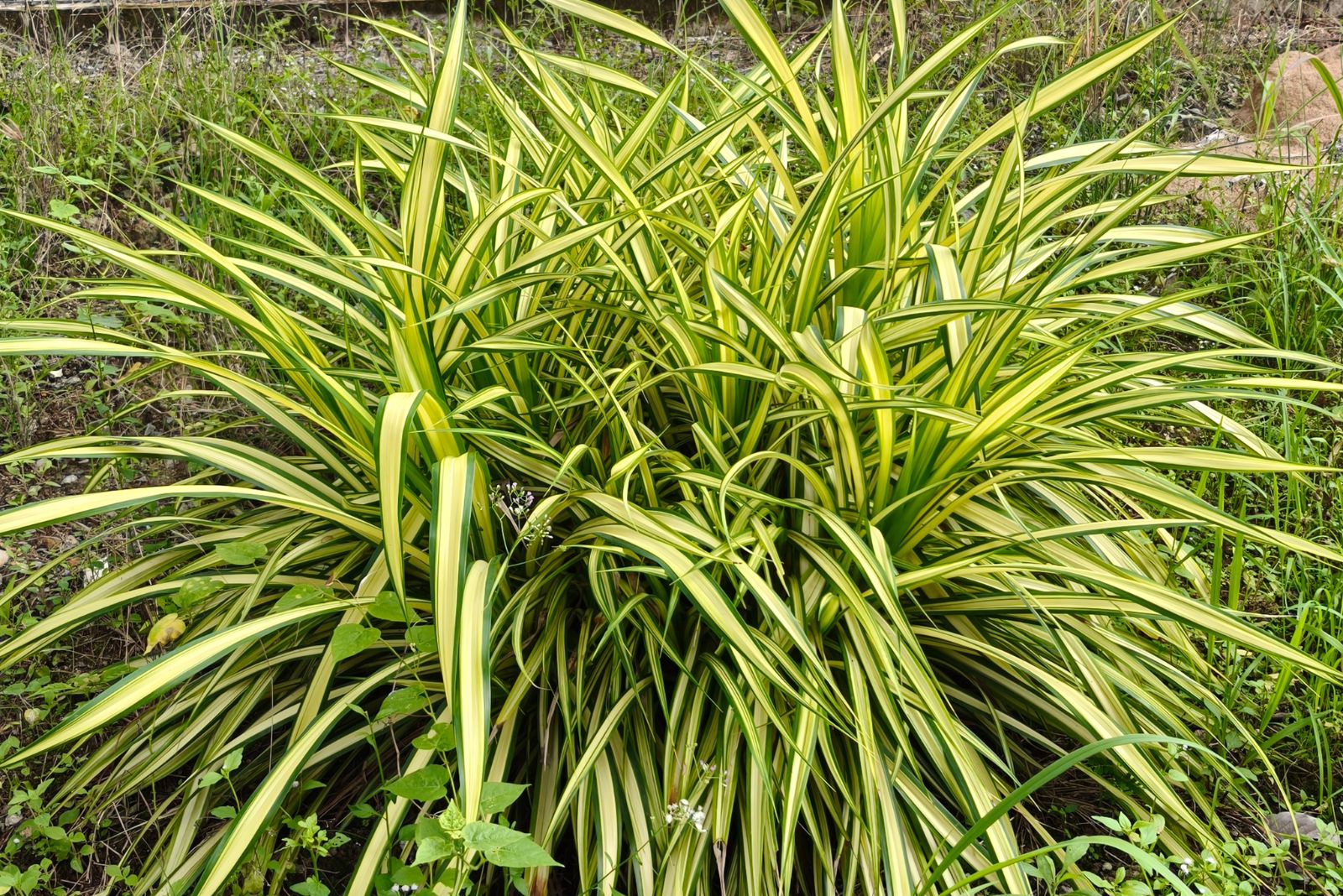 bushy spider plants