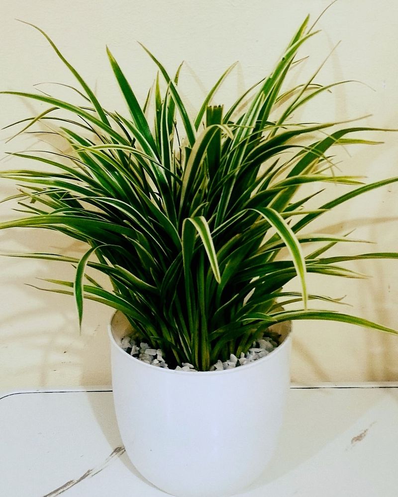 Provide Bright, Indirect Light