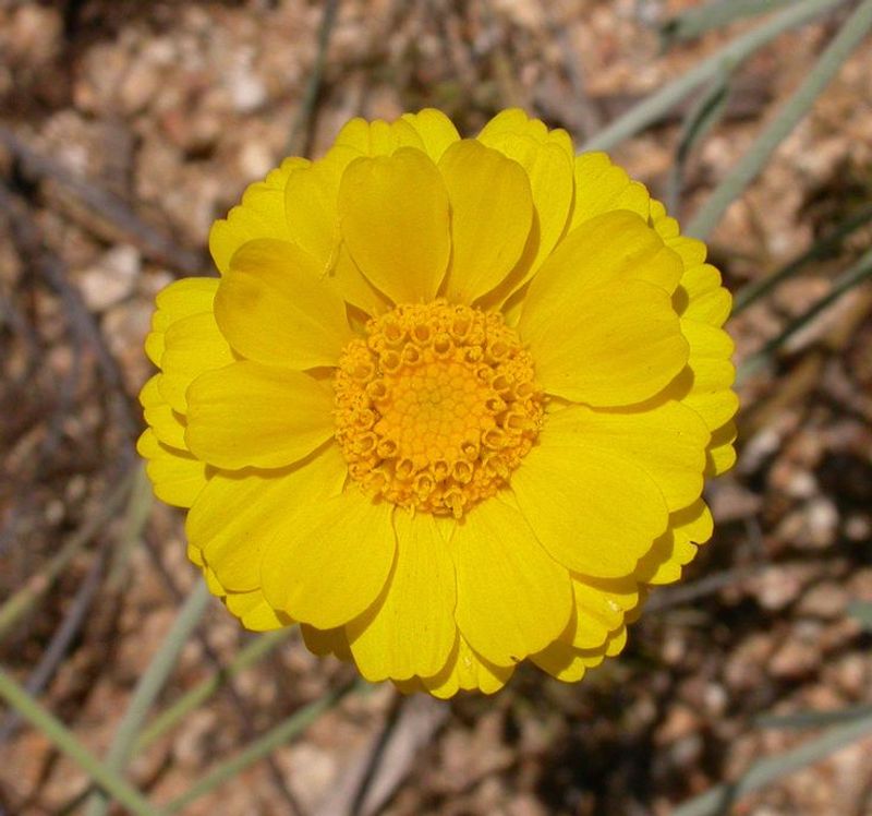 Desert Marigold Brings Bright Color Through Dry Spring Months