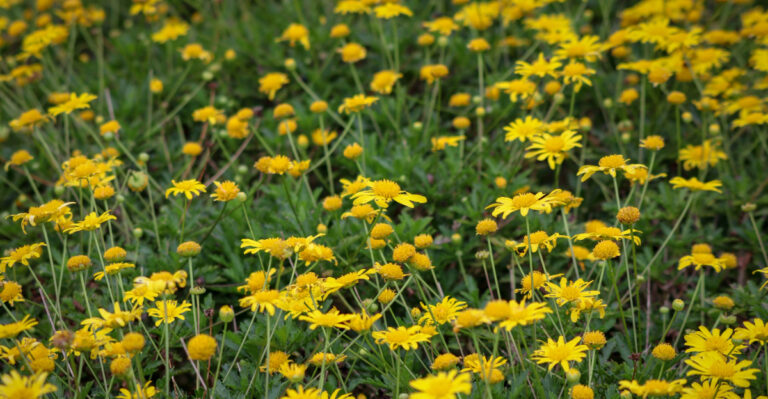 plants (featured image)