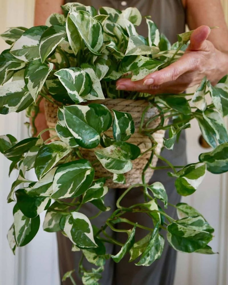 Use Bright Indirect Light To Offset Short Georgia Winter Days