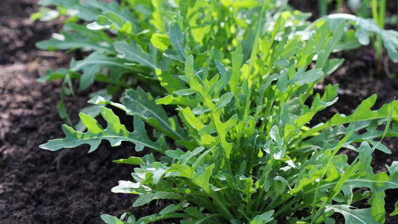 Grow Arugula That Bursts With Flavor