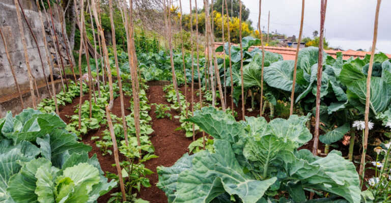 vegetable garden