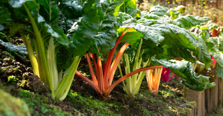 vegetables (featured image)