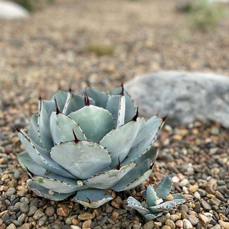 Agave Parryi Compact Rosettes Perfect For Pots And Beds